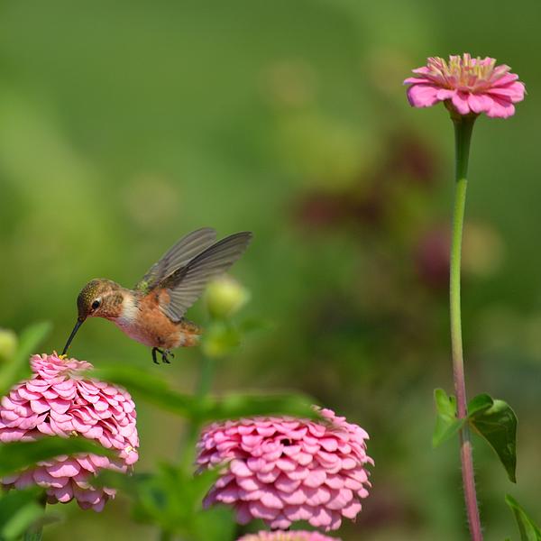 Pretty Hummingbird And Zinnia Flowers by Patricia S