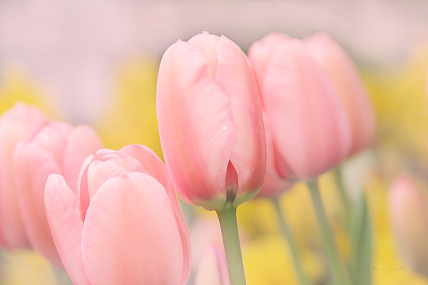 Pretty Pastel Pink Tulip Flowers by Jennie Marie Schell