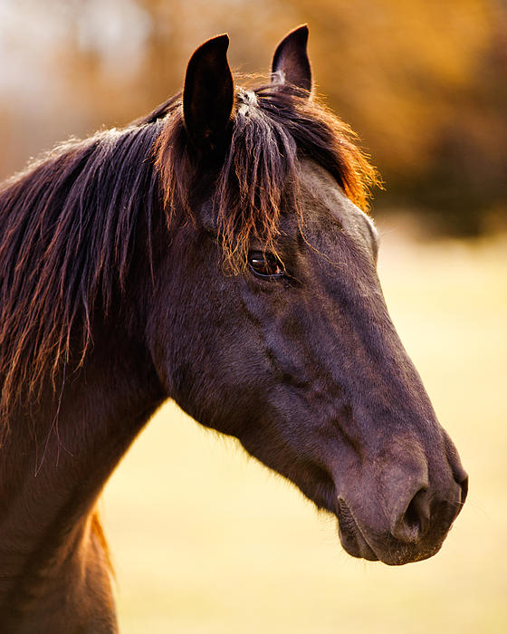 Profile Of A Horse by Steve G Bisig