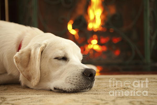 https://images.fineartamerica.com/images-medium-5/puppy-sleeping-by-the-fireplace-diane-diederich.jpg