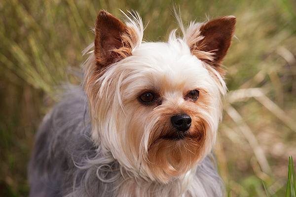 Purebred Yorkshire Terrier Greeting Card for Sale by Piperanne Worcester