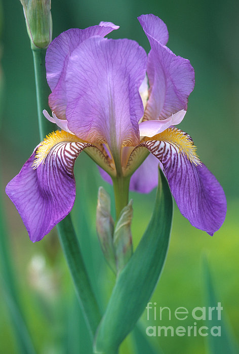 Chris Scroggins - Purple Iris Flower