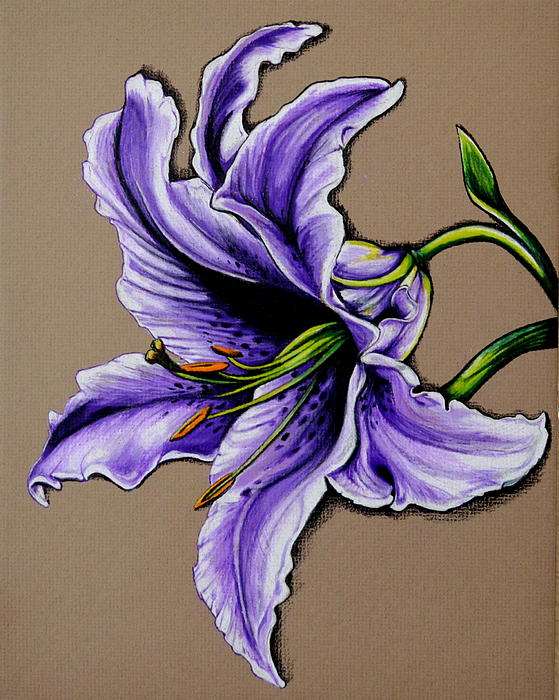 Purple stargazer deals lily