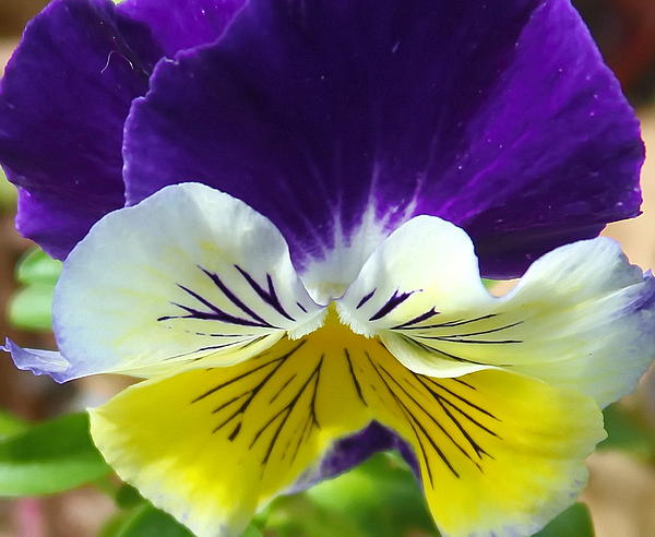 https://images.fineartamerica.com/images-medium-5/purple-yellow-pansies-2-cathy-lindsey.jpg