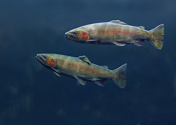 Rainbow Trout Pair Swimming Greeting Card by Tim Fitzharris