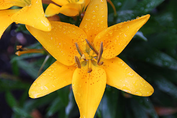 Deborah Bowie - Rainy Yellow Day Lily