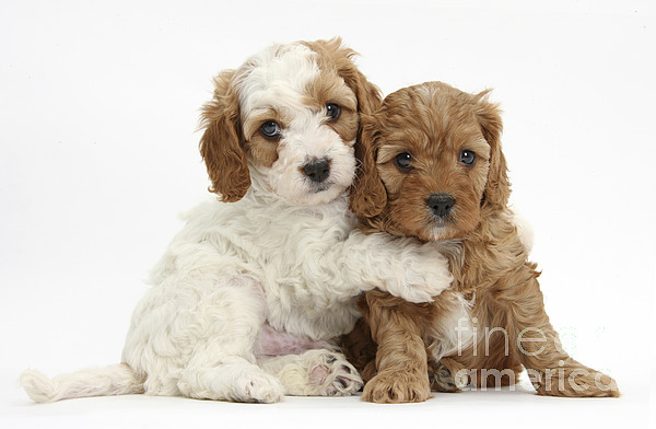 Cavapoo Dog - Jigsaw Puzzle