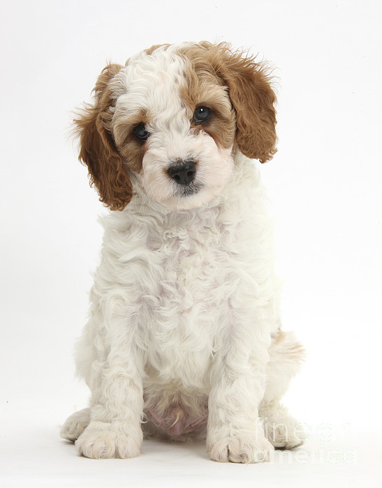 https://images.fineartamerica.com/images-medium-5/red-and-white-cavapoo-puppy-mark-taylor.jpg