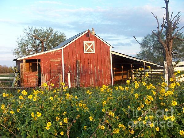 Susan Williams - Red Barn With Wild Sunflowers