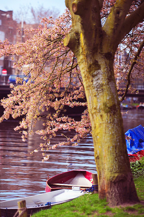 Spring Photographs