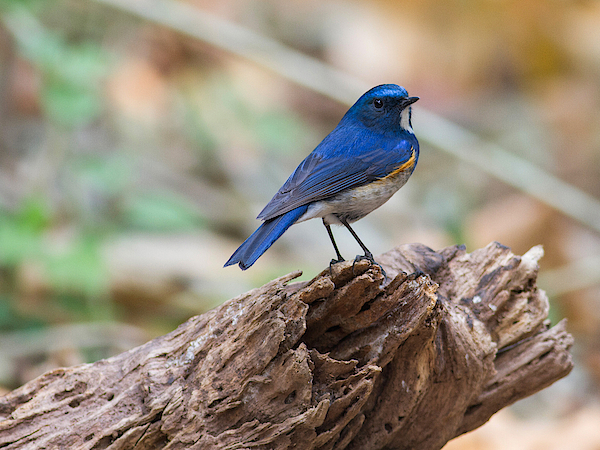 Premium Photo  Red-flanked bluetail tarsiger cyanurus beautiful