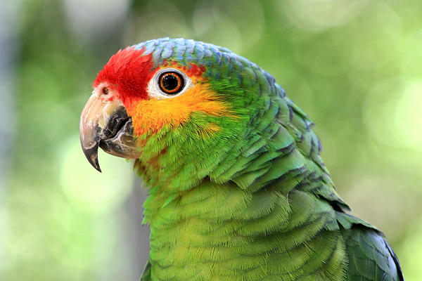 Teresa Zieba - Red-lored Amazon Parrot