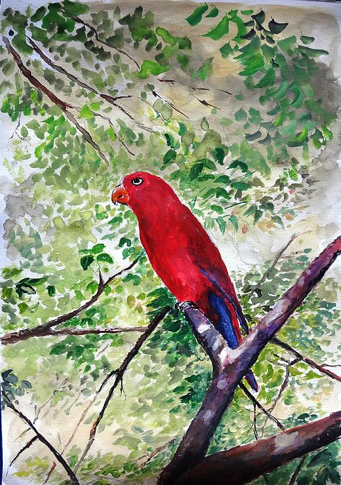 Jason Sentuf - Red Parrot of Papua