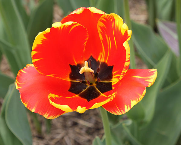 John Telfer - Red Tulip At Brooklyn Botanical Gardens