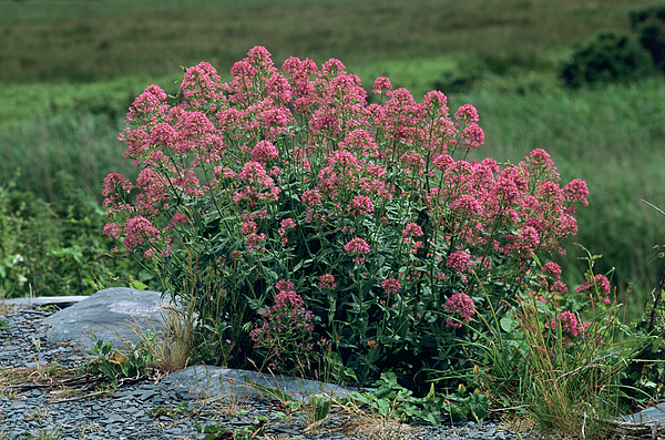 Centranthus ruber