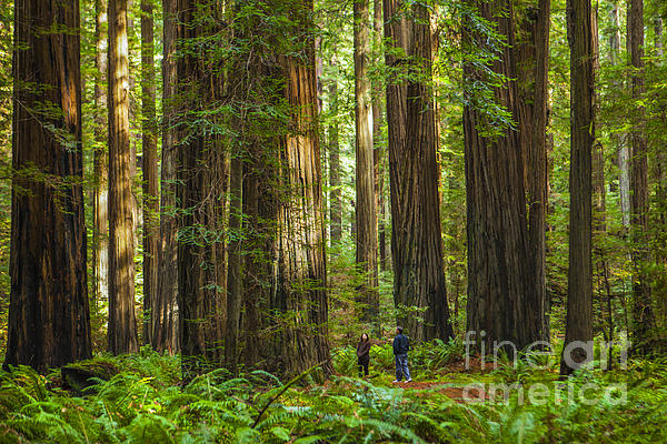 Diane Diederich - Redwood Forest