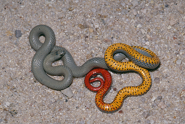 Ringneck Snake Jigsaw by Karl H. Switak - Pixels