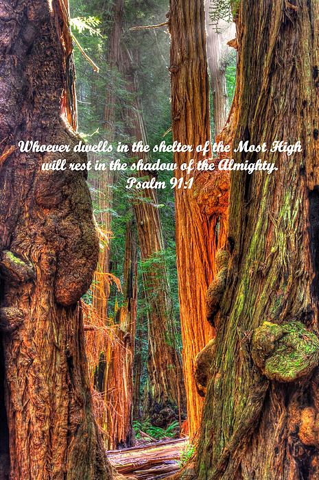 Michael Mazaika - Rest in the Shadow of the Almighty - Psalm 91.1 - From Sunlight Beams Into the Grove at Muir Woods