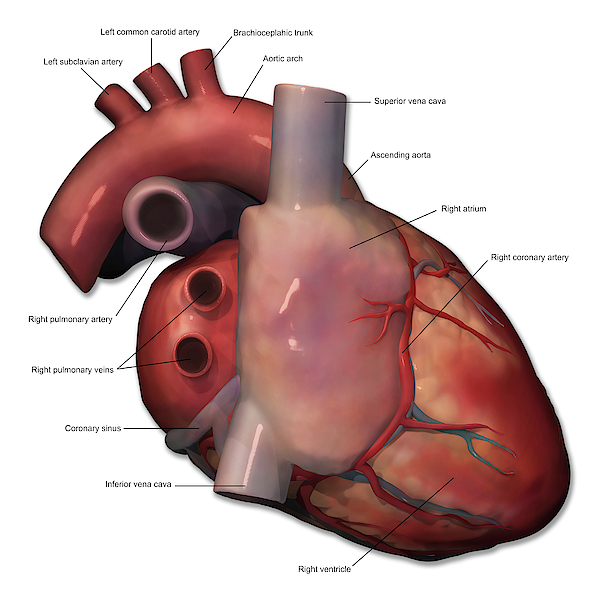 Right Lateral View Of Human Heart Greeting Card By Alayna Guza 6524