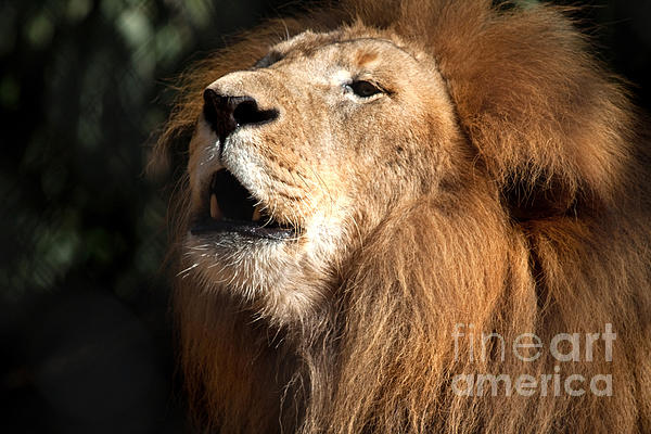 Meg Rousher - Roar - African Lion