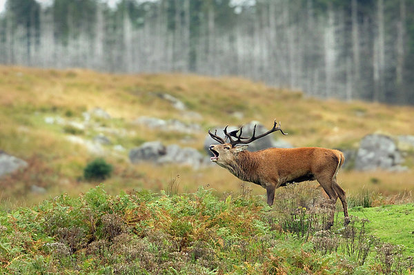 Roar Greeting Card by Mark Medcalf