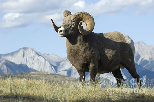 Bob Christopher - Rocky Mountain Big Horn Sheep