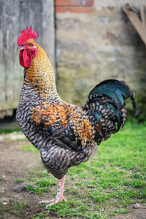 Chicken throw cheap pillows