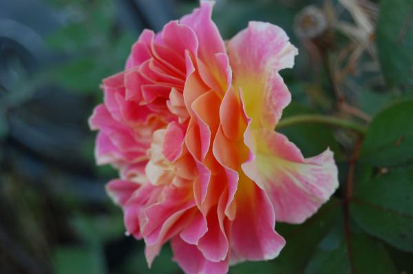 Garnett  Jaeger - Rose Garden