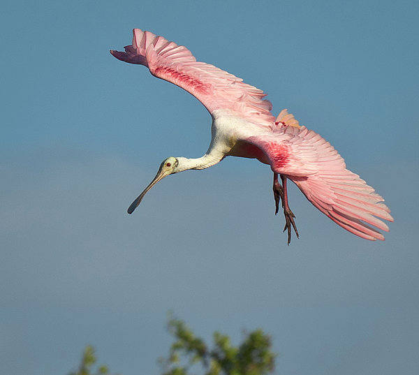 Roseate Spoonbill Throw Pillow, Designer Pillows