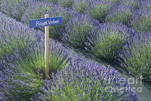 https://images.fineartamerica.com/images-medium-5/royal-velvet-lavender-richard-and-ellen-thane.jpg