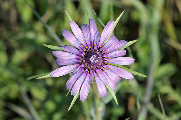 George Atsametakis - Salsify flower