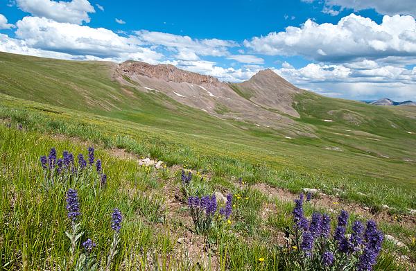 Colorado Wildflower Splendor Yoga Mat by Cascade Colors - Cascade