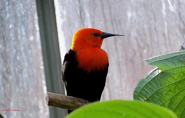 Lingfai Leung - Scarlet-headed Blackbird