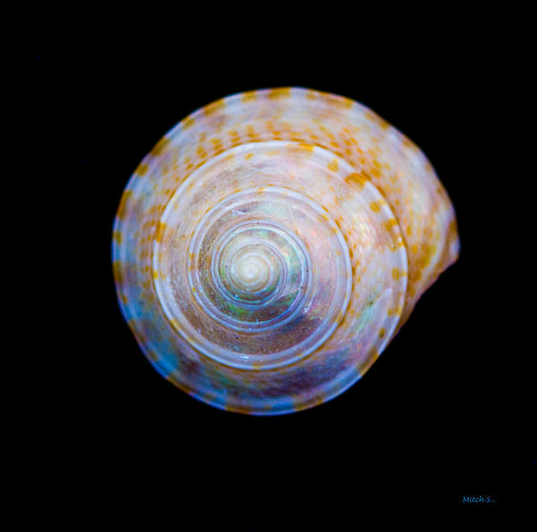 Mitch Shindelbower - Sea Shell 3