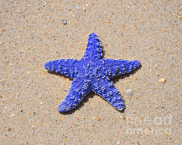 Sea Star Sticker