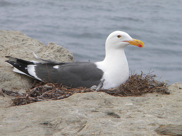 seagull nest