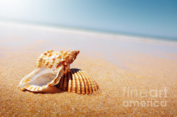 Seashell and Conch Shower Curtain by Carlos Caetano - Pixels
