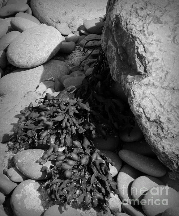 Chalet Roome-Rigdon - Seaweed and Rocks BW