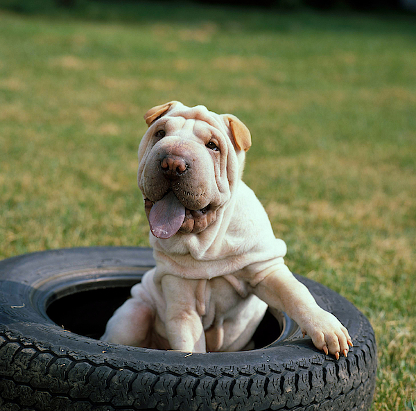 can shar pei be white