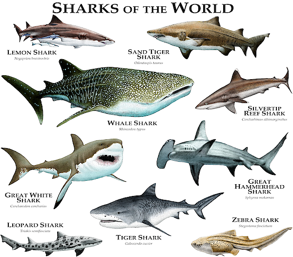 [Image: sharks-of-the-world-roger-hall.jpg]