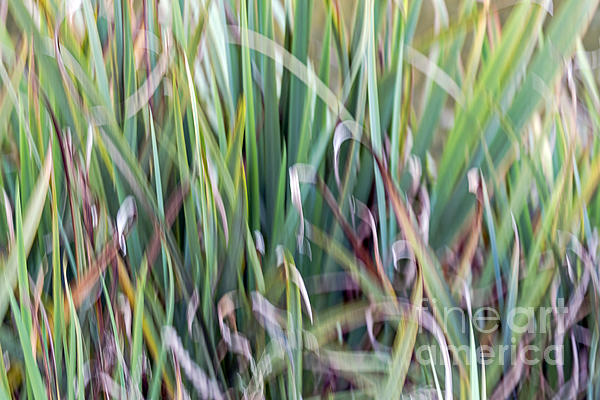Kate Brown - Shivering Reeds