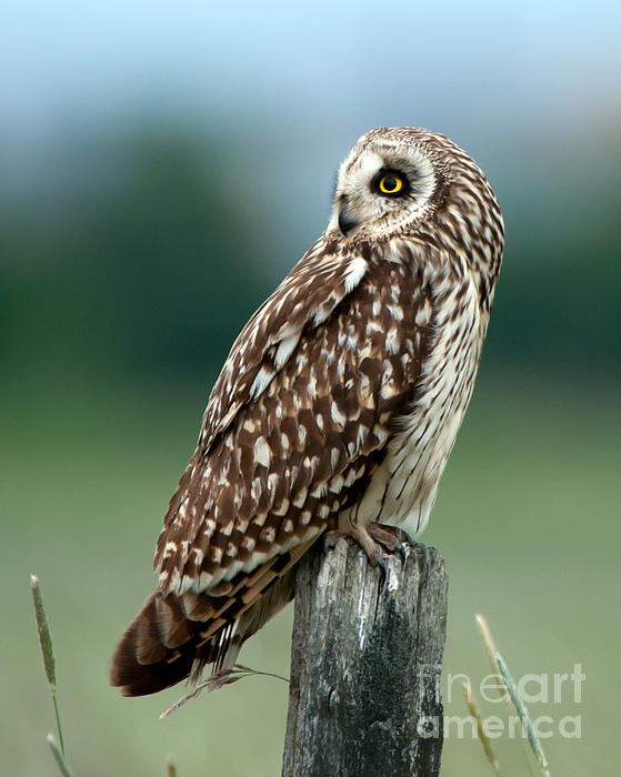 Torbjorn Swenelius - Short-eared Owl