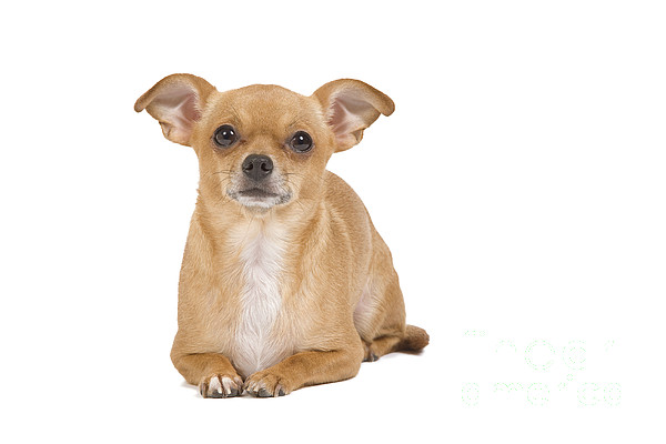 https://images.fineartamerica.com/images-medium-5/short-haired-chihuahua-jean-michel-labat.jpg