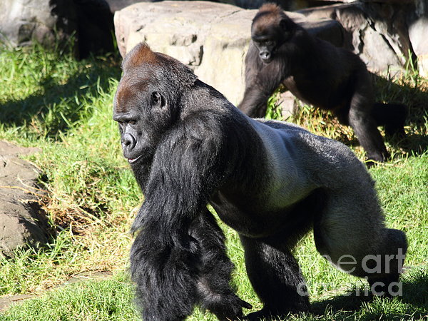 Silverback Gorilla Card A6 Gorilla Gifts, Monkey Birthday Card, Gorilla  Drawing, Ape Art Card, Gorilla Fathers Day Greeting Card 