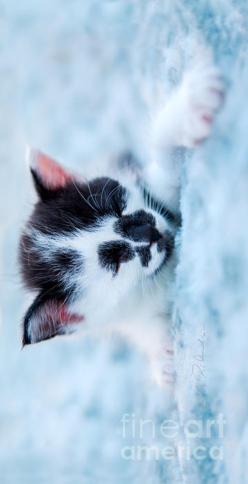 blue kitten bed