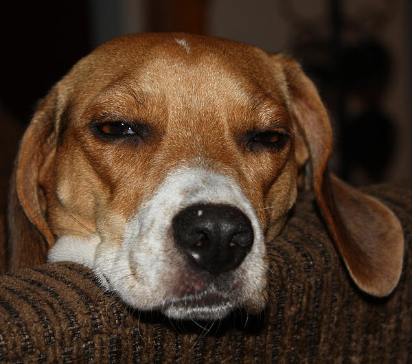 John Telfer - Sleepy Beagle
