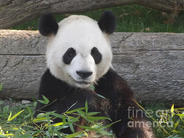 iPhone 14 Plus Large Panda Zoo - Animal Panda Case