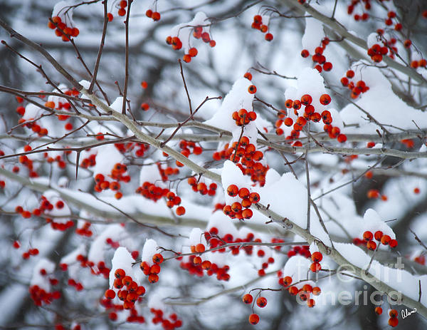 Red berries Poster