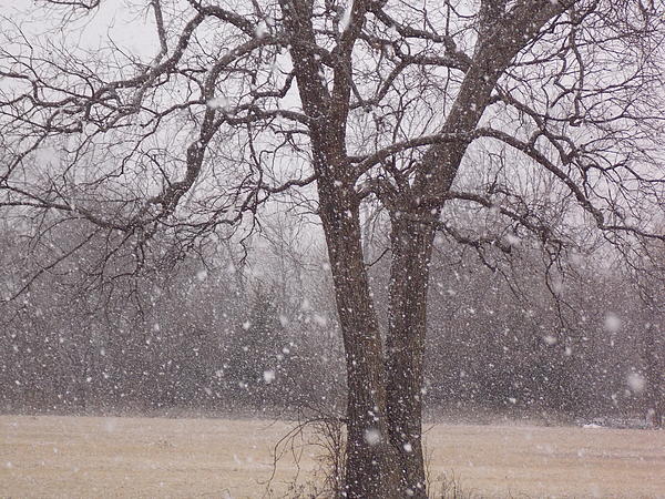 Winter Art