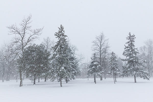 Georgia Mizuleva - Snowstorm - Tall Trees and Whispering Snowflakes